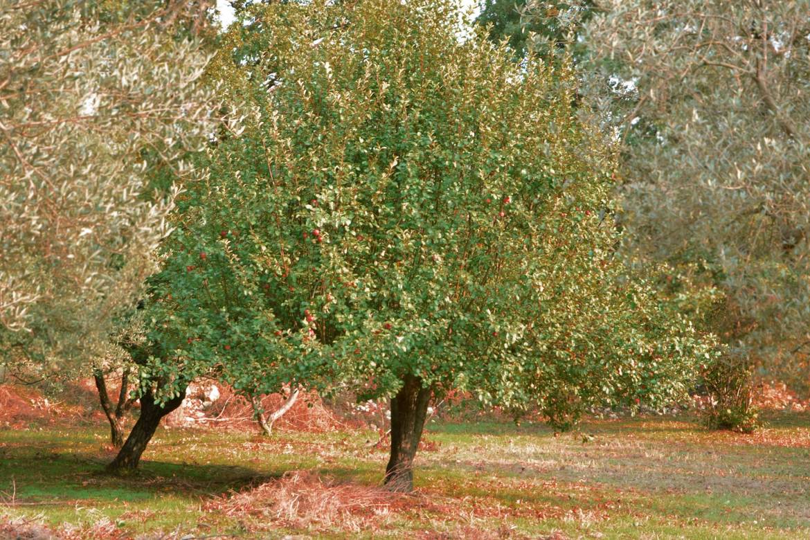 azienda-agricola-tommasini-1.jpg
