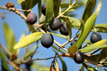 Anche le olive ci interpellano