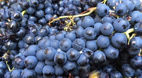 aglianico-del-cilento.jpg