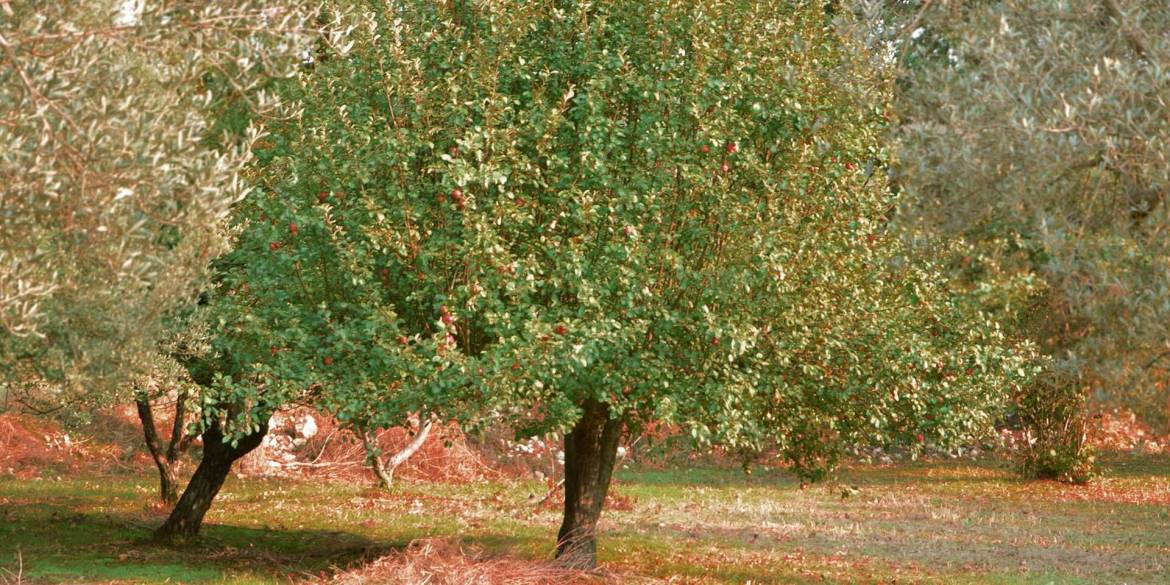 azienda-agricola-tommasini-cilento.jpg