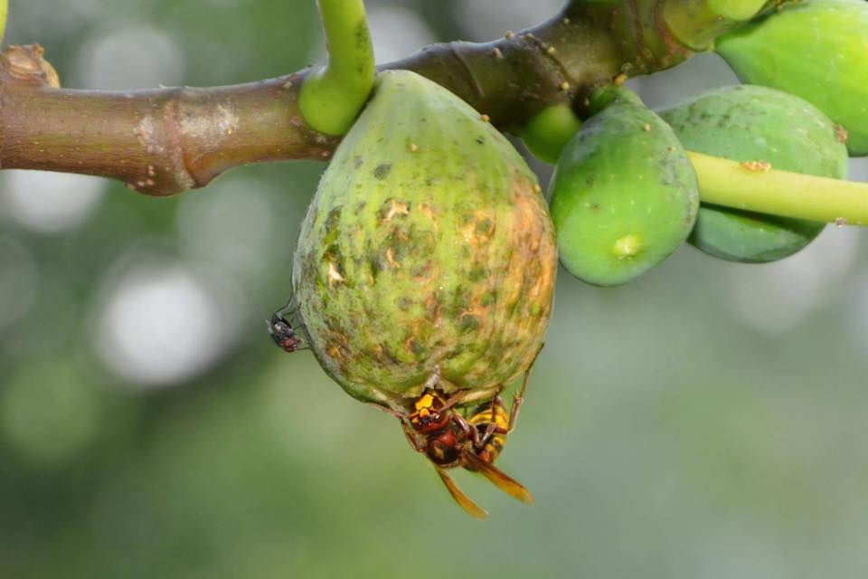 natura.jpg