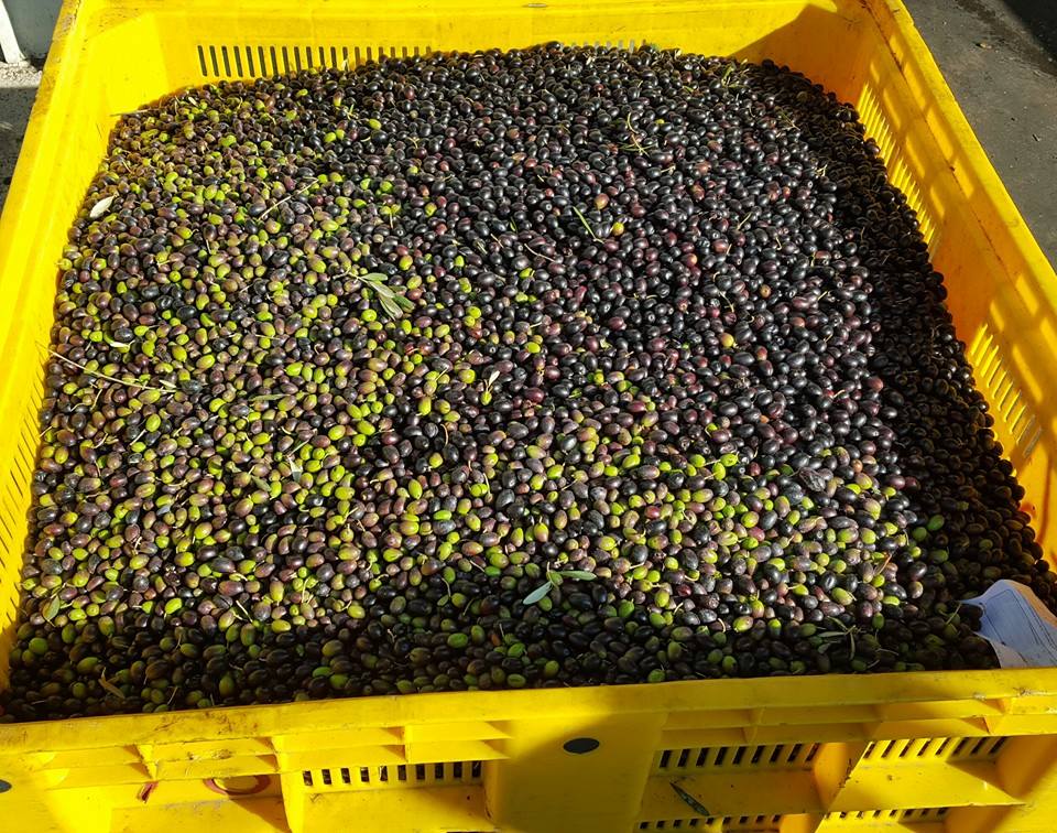 olio-del-cilento.jpg